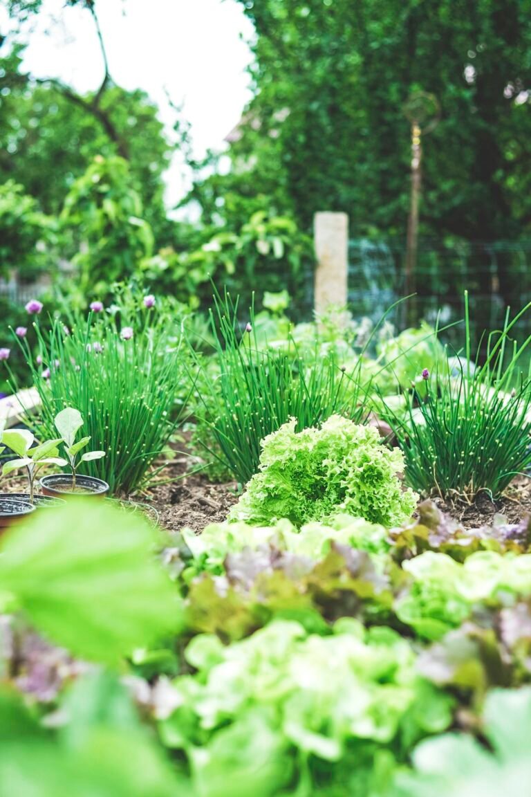 Lush cottage garden with layered raised beds and greenery